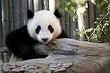 adrium Acryl-Bild 60 x 40 cm: EIN süßer junger Pandabär, der direkt in die Kamera schaut.(8536353)