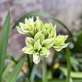 amaryllis zwiebel, blumen für garten hippeastrum zwiebeln balkon blumendeko knollen deko für vase pflanzen winterharte blumenzwiebeln winterhart draußen mehrjährig 5p