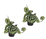 Efeutute, Scindapsus, (Epipremnum aureum) Sorte: Trebie, geflecktes grün-silbriges Blattwerk, rankend, Ampelpflanze, luftreinigend (2)