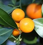 Frische 50Pcs Citrus Samen Mandarin Orange Indoor Outdoor Pflanzen Dekoration Frischen Fruchtigen Duft Ätherisches Geliebt Gärtner