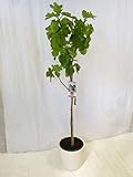 [Palmenlager] - Ficus carica 180 cm - Echter Feigenbaum/Pot 27 cm Ø