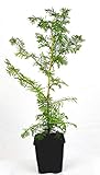 Seedeo® Urwelt-Mammutbaum (Metasequoia glyptostroboides) Pflanze 3 Jahre