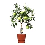 Zimmerpflanze – Citrus Grapefruit in rotbraunem ELHO Kunststoff Übertopf als Set – Höhe: 80 cm