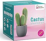 Grow Buddha Cactus Kit wachsen Ihre eigenen Kaktus-Samen Starter Kit - leicht wachsen schöne Sorten von Kaktus-Pflanzen mit unseren kompletten Anfänger freundlich Indoor
