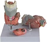 Anatomie Modell, Schilddrüsenpathologie Modell - Vergrößerter menschlicher Schilddrüse Erkrankte Anatomie Modell Humanoranorgan Anatomie Modell - Für medizinisches Bildungsunterricht für medizinische