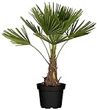 Hanfpalme, Palme winterhart bis -10°C - Höhe ca. 100-120 cm, Topf ca. 10 l - Trachycarpus Fortunei