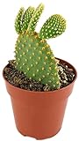 Fangblatt - Opuntia microdasys 20 cm hoch, im Ø 8 cm Topf - exotischer Hasenohr-Kaktus - pflegeleichte Zimmerpflanze