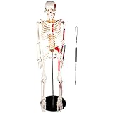 VEVOR Scientific Menschliche Anatomie Skelett Modell mit Muskeldarstellung 85 cm, PVC Skelettmodell Lernmodell mit Ständer Lehrzeiger für Schulunterricht Anatomie Studium professionelle Forschung