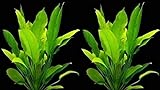 WFW wasserflora 2 Bunde Große Amazonas-Schwertpflanze/Echinodorus bleheri, Aquariumpflanze, barschfest