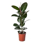 Gummibaum 30-40 cm Ficus elastica Robusta Zimmerpflanze