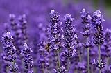 100 x echter Lavendel Samen für Lavendel Pflanzen winterhart | Lavendel Samen mehrjährig ideal für Bienen und Schmetterlinge Balkon blumensamen geschenk