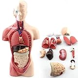 LSOAARRT Menschliches Torso-Körper-Anatomie-Modell mit 15 abnehmbaren Teilen - Herz-Viszeral-Gehirn-Skelett Medizinische Schule Krankenpflege-Bildungslieferant 11 Zoll,28cm