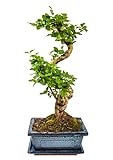 Zimmerbonsai chinesischer Liguster bonsai - ca. 11 Jahre 35-40 cm hoch Immergrün mit Auffangschale