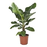 Zimmerpflanze von Botanicly – Bananenpflanze – Höhe: 75 cm – Musa