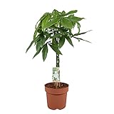 Pachira aquatica | Glückskastanie Pflanze | Zimmerpflanze echt | Höhe 75-85cm | Topf-Ø 21cm