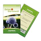 Kugeldistel Samen - Echinops ritro - Kugeldistelsamen - Blumensamen - Saatgut für 30 Pflanzen