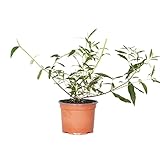 Buddleja Davidii 'Tricolor' - Schmetterlingsstrauch - Winterhart – ⌀17 cm - 30-40 cm