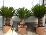gruenwaren jakubik Mega Palmfarn 150-160 cm Cycas Revoluta, bis 50 Wedel Sagopalme Palme, innen + außen