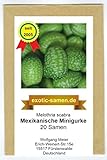 Mexikanische Minigurke - Melothria scabra - sehr ertragreich - 20 Samen