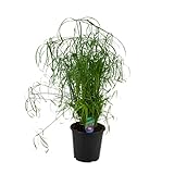 ZynesFlora | Zyperngras - Cyperus alternifolus - Regenschirmpflanze– ↕ Höhe: 80-90 cm - Ziergras - Katzengras
