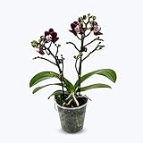 1 x echte Phalaenopsis Orchidee - Table Dance Orchidee Blackpearl mit je 2 Blütenstielen im 9 cm Topf - dunkle Blüten - ca. 25 cm Groß - wunderschön blühende Pflanze im Topf