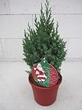 Kleiner Weihnachtsbaum - Chinesischer Wacholder - Juniperus chinensis Stricta im Dekotopf - 20-30cm Stückzahl Rabatt Einzelp