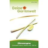 Zitronengras Lemongras Samen | Cympogon citarus | Kräutersamen | Saatgut für 100 Pflanzen