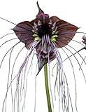 30 Samen Schwarze Fledermausblume'Black-Bat-Flower' - Tacca chantrieri Teufelsblume