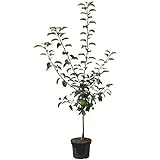 Cox Orange kleinbleibender Apfelbaum Obstbaum als Zwergbaum 110-140 cm 10 Liter Topf M26
