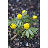 Eranthus, Winterling, Eranthis , gelber Frühjahrsblüher - 3 Zwiebel im Topf 9 cm vorgetrieben, in Gärtnerqualität von Blumen Eber - 3 Töpfe a 9 cm