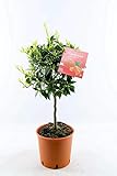 Blumen-Senf Mandarinenbäumchen 80-100 cm - Citrus reticulata - Mandarine (Pflanze)