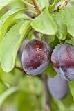 Prunus domestica 'Stanley' 150-200 cm - Pflaume, süße blaue Früchte, Erntezeit September, ideal für Obstgärten, winterhart und pfleg