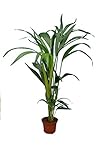 Kentia Palme Howea Forsteriana - wunderschöne Zimmerpflanze sehr pflegeleicht - Höhe 80-100cm Topf Ø 14 cm
