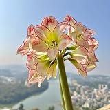 amaryllis zwiebel - bonsai pflanzen deko wohnzimmer hippeastrum zwiebeln zwiebel stauden zimmerpflanzen deko frühblüher zwiebeln winterharte pflanzen für kübel zwiebeln frisch deko für 1p