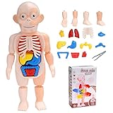 flyingu Modell des Menschlichen Körpers Für Kinder, 15-teiliges Anatomie-Spielzeug des Menschlichen Körpers, Pädagogisches Orgelspielzeug Für Vorschulkinder, Wissenschafts-Lernkits Für Schüler