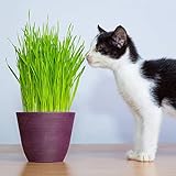 60 Stück Einzigartige Katzengras Samen Für Die Innenbepflanzung Hat Eine Zähe Vitalität Die Nicht Viel Wartung Erfordert Und Für Anfänger Anfänger Gärtner Geeignet Ist