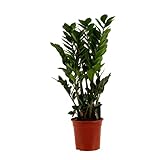 Zimmerpflanze von Botanicly – Glücksfeder – Höhe: 70 cm – Zamioculcas zamiifolia