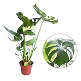 Zimmerpflanze Monstera Pflanze Fensterblatt | Monstera Deliciosa | Lieferhöhe: 70-80 cm | 1 Stück Topf Ø 17cm