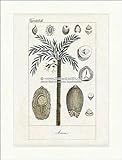 Kunstdruck Arekapalme Areca Betelpalme Palmengewächse Fiederpalme Bedecktsamer Buffon 392