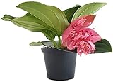 Fangblatt - Medinilla magnifica - Philippine Orchidee - exotische Zimmerpflanze der Tropen mit riesigen rosa Blüten