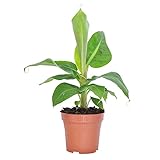 Musa 'Oriental Dwarf' | Bananenpflanze Banane | Pflanzen Bananenbaum | Zimmerpflanzen groß | Zimmerpflanzen Luftverbesserer | Höhe 30-45cm | Topf-Ø 12cm