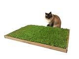 CARNILO Katzengras - Echter, frischer, saftiger Rasen für Katzen
