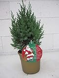 Kleiner Weihnachtsbaum - Chinesischer Wacholder - Juniperus chinensis Stricta im Dekotopf - 20-30cm Stückzahl Rabatt 3er-Pak