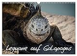 Leguane auf Galapagos (Wandkalender 2023 DIN A3 quer) Monatskalender
