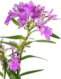 Fangblatt - Oerstedella centradenia Ø 9 cm - Miniatur Orchidee mit zarten lila / rosa Blüten - seltene Naturform der Panamaorchidee