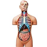 EXPLORA Anatomie des menschlichen Torso 546080 Realistisches Modell mit 54 Teilen, 40 cm, Torso + abnehmbare Elemente + Sockel – Entdeckungsset – ab 8 Jahren
