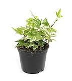 Hedera helix 'Eva', kleinblättriger Efeu, Zimmerefeu, Bodendecker, Kletterpflanze, Rankpflanze, echte Pflanze im 9cm Topf, weiß-bunt, Höhe ca. 5cm, 1 Pflanze
