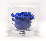 Stabilisierte Rose mit blauem Würfel, aus Plexiglas, Eternrosa, duftend, Rosa Blau (Blau)