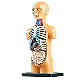 ZJM 3D Human Body Anatomy Model, Mini Human Torso Modell Mit Abnehmbarem Organ, Kids Science Toys DIY Early Education Assembly Toys