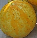 Zitronengurke Crystal Cucumber aus Portugal 10 x Samen 100% Natursamen ohne Chemie - alte Sorte/Ernte 2019